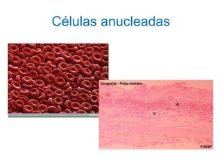 Células anucleadas
 