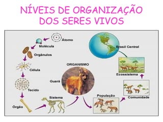 NÍVEIS DE ORGANIZAÇÃO
DOS SERES VIVOS
 
