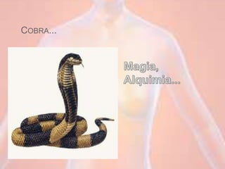 COBRA...
 