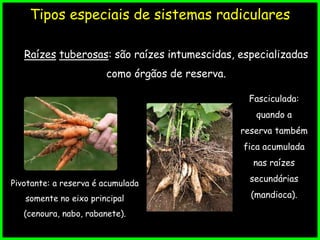 Raízes tuberosas: são raízes intumescidas, especializadas
como órgãos de reserva.
Tipos especiais de sistemas radiculares
Pivotante: a reserva é acumulada
somente no eixo principal
(cenoura, nabo, rabanete).
Fasciculada:
quando a
reserva também
fica acumulada
nas raízes
secundárias
(mandioca).
 