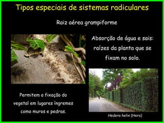 Tipos especiais de sistemas radiculares
Raiz aérea grampiforme
Permitem a fixação do
vegetal em lugares íngremes
como muros e pedras.
Absorção de água e sais:
raízes da planta que se
fixam no solo.
Hedera helix (Hera)
 