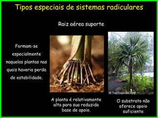 Tipos especiais de sistemas radiculares
A planta é relativamente
alta para sua reduzida
base de apoio.
O substrato não
oferece apoio
suficiente
Formam-se
especialmente
naquelas plantas nas
quais haveria perda
de estabilidade.
Raiz aérea suporte
 
