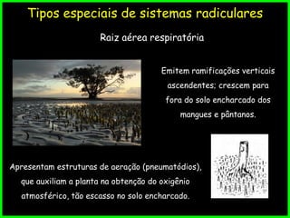 Tipos especiais de sistemas radiculares
Raiz aérea respiratória
Apresentam estruturas de aeração (pneumatódios),
que auxiliam a planta na obtenção do oxigênio
atmosférico, tão escasso no solo encharcado.
Emitem ramificações verticais
ascendentes; crescem para
fora do solo encharcado dos
mangues e pântanos.
 