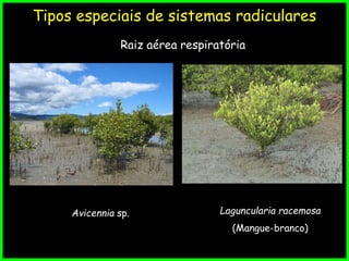 Tipos especiais de sistemas radiculares
Raiz aérea respiratória
Avicennia sp. Laguncularia racemosa
(Mangue-branco)
 