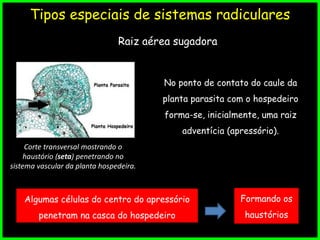Tipos especiais de sistemas radiculares
Raiz aérea sugadora
Corte transversal mostrando o
haustório (seta) penetrando no
sistema vascular da planta hospedeira.
Algumas células do centro do apressório
penetram na casca do hospedeiro
Formando os
haustórios
No ponto de contato do caule da
planta parasita com o hospedeiro
forma-se, inicialmente, uma raiz
adventícia (apressório).
 