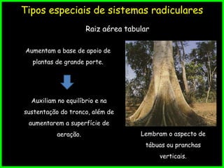 Tipos especiais de sistemas radiculares
Raiz aérea tabular
Lembram o aspecto de
tábuas ou pranchas
verticais.
Aumentam a base de apoio de
plantas de grande porte.
Auxiliam no equilíbrio e na
sustentação do tronco, além de
aumentarem a superfície de
aeração.
 