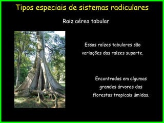 Tipos especiais de sistemas radiculares
Raiz aérea tabular
Essas raízes tabulares são
variações das raízes suporte.
Encontradas em algumas
grandes árvores das
florestas tropicais úmidas.
 