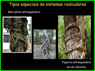 Tipos especiais de sistemas radiculares
Raiz aérea estranguladora
Figueira estranguladora
em um Cipreste.
 