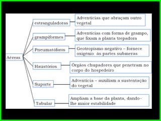 Morfologia vegetal da raiz