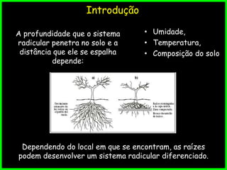Introdução
A profundidade que o sistema
radicular penetra no solo e a
distância que ele se espalha
depende:
• Umidade,
• Temperatura,
• Composição do solo
Dependendo do local em que se encontram, as raízes
podem desenvolver um sistema radicular diferenciado.
 