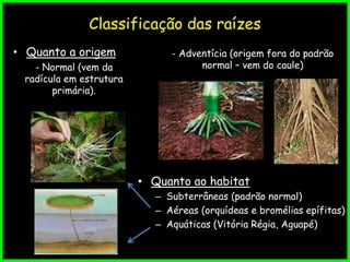 Classificação das raízes
• Quanto a origem
• Quanto ao habitat
– Subterrâneas (padrão normal)
– Aéreas (orquídeas e bromélias epífitas)
– Aquáticas (Vitória Régia, Aguapé)
- Normal (vem da
radícula em estrutura
primária).
- Adventícia (origem fora do padrão
normal – vem do caule)
 