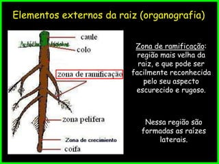 Esquema de raiz pivotante com suas respectivas partes
Elementos externos da raiz (organografia)
Zona de ramificação:
região mais velha da
raiz, e que pode ser
facilmente reconhecida
pelo seu aspecto
escurecido e rugoso.
Nessa região são
formadas as raízes
laterais.
 