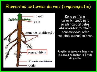 Elementos externos da raiz (organografia)
Zona pelífera:
caracterizada pela
presença dos pelos
absorventes, também
denominados pelos
radiciais ou radiculares.
Função: absorver a água e os
minerais necessários à vida
da planta.
 