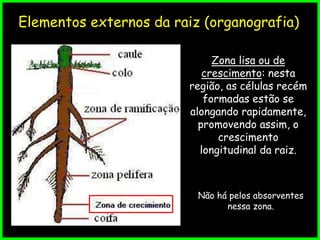 Elementos externos da raiz (organografia)
Zona lisa ou de
crescimento: nesta
região, as células recém
formadas estão se
alongando rapidamente,
promovendo assim, o
crescimento
longitudinal da raiz.
Não há pelos absorventes
nessa zona.
 