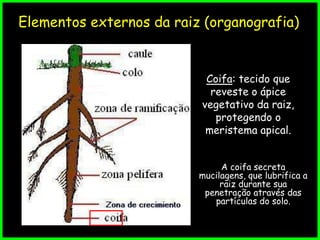 Elementos externos da raiz (organografia)
Coifa: tecido que
reveste o ápice
vegetativo da raiz,
protegendo o
meristema apical.
A coifa secreta
mucilagens, que lubrifica a
raiz durante sua
penetração através das
partículas do solo.
 