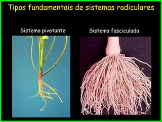 Sistema fasciculado
Tipos fundamentais de sistemas radiculares
Sistema pivotante
 