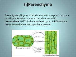 (i)Parenchyma
Parenchyma (Gk. para = beside; en-chein = to pour; i.e., some
semi liquid substance poured beside other solid
tissues; Grew 1682) is the most basic type of differentiated
tissue from which other types have evolved.
 