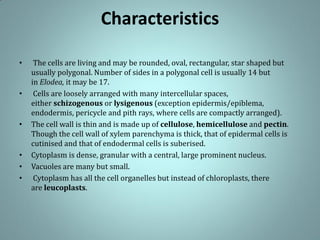 Characteristics
• The cells are living and may be rounded, oval, rectangular, star shaped but
usually polygonal. Number of sides in a polygonal cell is usually 14 but
in Elodea, it may be 17.
• Cells are loosely arranged with many intercellular spaces,
either schizogenous or lysigenous (exception epidermis/epiblema,
endodermis, pericycle and pith rays, where cells are compactly arranged).
• The cell wall is thin and is made up of cellulose, hemicellulose and pectin.
Though the cell wall of xylem parenchyma is thick, that of epidermal cells is
cutinised and that of endodermal cells is suberised.
• Cytoplasm is dense, granular with a central, large prominent nucleus.
• Vacuoles are many but small.
• Cytoplasm has all the cell organelles but instead of chloroplasts, there
are leucoplasts.
 