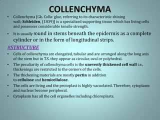 COLLENCHYMA
• Collenchyma [Gk. Colla: glue, referring to its characteristic shining
wall; Schleiden, (1839)] is a specialized supporting tissue which has living cells
and possesses considerable tensile strength.
• It is usually found in stems beneath the epidermis as a complete
cylinder or in the form of longitudinal strips.
#STRUCTURE
• Cells of collenchyma are elongated, tubular and are arranged along the long axis
of the stem but in T.S. they appear as circular, oval or polyhedral.
• The peculiarity of collenchyma cells is the unevenly thickened cell wall i.e.,
thickenings are restricted to the corners of the cells.
• The thickening materials are mostly pectin in addition
to cellulose and hemicellulose.
• The cells are living and the protoplast is highly vacuolated. Therefore, cytoplasm
and nucleus become peripheral.
• Cytoplasm has all the cell organelles including chloroplasts.
 