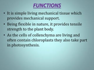 FUNCTIONS
• It is simple living mechanical tissue which
provides mechanical support.
• Being flexible in nature, it provides tensile
strength to the plant body.
• As the cells of collenchyma are living and
often contain chloroplasts they also take part
in photosynthesis.
 