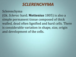 SCLERENCHYMA
Sclerenchyma
(Gk. Scleros: hard; Mettenius 1805) is also a
simple permanent tissue composed of thick
walled, dead often lignified and hard cells. There
is considerable variation in shape, size, origin
and development of the cells.
 
