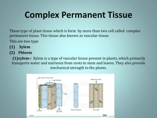 Complex Permanent Tissue
Those type of plant tissue which is form by more than two cell called complex
permanent tissue. This tissue also known as vascular tissue.
This are two type
(1) Xylem
(2) Phloem
(1)xylem-: Xylem is a type of vascular tissue present in plants, which primarily
transports water and nutrients from roots to stem and leaves. They also provide
mechanical strength to the plants.
 