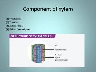 Component of xylem
(1)Tracheids:
(2)Vessels:
(3)Xylem Fibre:
(4)Xylem Parenchyma:
 