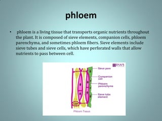 phloem
• phloem is a living tissue that transports organic nutrients throughout
the plant. It is composed of sieve elements, companion cells, phloem
parenchyma, and sometimes phloem fibers. Sieve elements include
sieve tubes and sieve cells, which have perforated walls that allow
nutrients to pass between cell.
 
