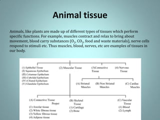 Animal tissue
Animals, like plants are made up of different types of tissues which perform
specific functions. For example, muscles contract and relax to bring about
movement, blood carry substances (O2, CO2, food and waste materials), nerve cells
respond to stimuli etc. Thus muscles, blood, nerves, etc are examples of tissues in
our body.
 