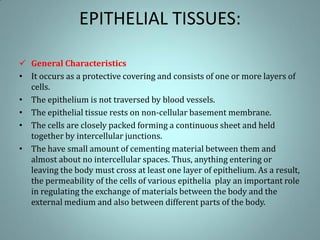 EPITHELIAL TISSUES:
 General Characteristics
• It occurs as a protective covering and consists of one or more layers of
cells.
• The epithelium is not traversed by blood vessels.
• The epithelial tissue rests on non-cellular basement membrane.
• The cells are closely packed forming a continuous sheet and held
together by intercellular junctions.
• The have small amount of cementing material between them and
almost about no intercellular spaces. Thus, anything entering or
leaving the body must cross at least one layer of epithelium. As a result,
the permeability of the cells of various epithelia play an important role
in regulating the exchange of materials between the body and the
external medium and also between different parts of the body.
 