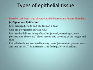 Types of epithelial tissue:
• Based on cell layers and shape, epithelial tissues are further classified.
• (a) Squamous Epithelium
• Cells arranged end to end like tiles on a floor.
• Cells are polygonal in surface view.
• It forms the delicate lining of cavities (mouth, oesophagus, nose,
pericardium, alveoli etc.) blood vessels and covering of the tongue and
skin.
• Epithelial cells are arranged in many layers (stratum) to prevent wear
and tear in skin. This pattern is stratified squalors epithelium.
•
 