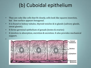 (b) Cuboidal epithelium
• They are cube like cells that fit closely, cells look like squares insection,
but free surface appears hexagonal.
• It is found in kidney tubules, thyroid vesicles & in glands (salivary glands,
sweat glands).
• It forms germinal epithelium of gonads (testes & ovaries)
• It involves in absorption, excretion & secretion. It also provides mechanical
support.
•
 
