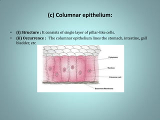 (c) Columnar epithelium:
• (i) Structure : It consists of single layer of pillar-like cells.
• (ii) Occurrence : The columnar epithelium lines the stomach, intestine, gall
bladder, etc
 