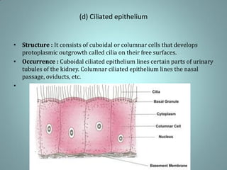 (d) Ciliated epithelium
• Structure : It consists of cuboidal or columnar cells that develops
protoplasmic outgrowth called cilia on their free surfaces.
• Occurrence : Cuboidal ciliated epithelium lines certain parts of urinary
tubules of the kidney. Columnar ciliated epithelium lines the nasal
passage, oviducts, etc.
•
 