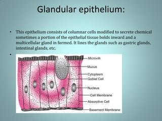 Glandular epithelium:
• This epithelium consists of columnar cells modified to secrete chemical
sometimes a portion of the epithelial tissue bolds inward and a
multicellular gland in formed. It lines the glands such as gastric glands,
intestinal glands, etc.
•
 