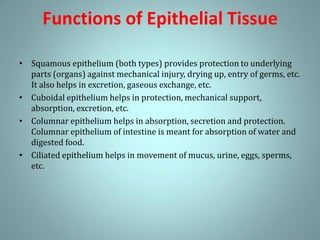 Functions of Epithelial Tissue
• Squamous epithelium (both types) provides protection to underlying
parts (organs) against mechanical injury, drying up, entry of germs, etc.
It also helps in excretion, gaseous exchange, etc.
• Cuboidal epithelium helps in protection, mechanical support,
absorption, excretion, etc.
• Columnar epithelium helps in absorption, secretion and protection.
Columnar epithelium of intestine is meant for absorption of water and
digested food.
• Ciliated epithelium helps in movement of mucus, urine, eggs, sperms,
etc.
 