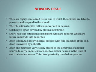 NERVOUS TISSUE
• They are highly specialized tissue due to which the animals are table to
perceive and respond to the stimuli.
• Their functional unit is called as never cell or neuron.
• Cell body is cyton covered by plasma membrane.
• Short, hair like extensions siring from cyton are dendron which are
future subdivide into dendrites.
• Axon is long, tail like cylindrical process with fine branches at the end.
Axon is covered by a sheath.
• Axon one neuron is very closely placed to the dendrons of another
neuron to carry impulses from one to another neuron in the from of
electrochemical waves. This close proximity is called as synapse
•
 