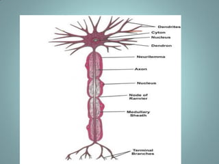 Tissue system by kishan kumar m. SC lnmu.