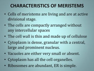 CHARACTERISTICS OF MERISTEMS
• Cells of meristems are living and are at active
divisional stage.
• The cells are compactly arranged without
any intercellular spaces
• The cell wall is thin and made up of cellulose
• Cytoplasm is dense, granular with a central,
large and prominent nucleus.
• Vacuoles are either very small or absent.
• Cytoplasm has all the cell organelles.
• Ribosomes are abundant, ER is simple.
 