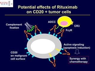 Potential effects of  Rituximab    on CD20 + tumor cells Synergy with  chemotherapy Complement  fixation CD20 on malignant cell surface Active signaling  (apoptosis induction) ADCC Fc  R CR3 
