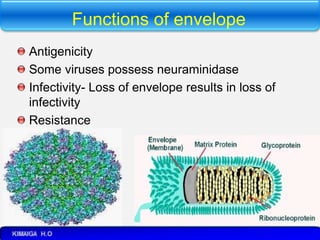 Functions of envelope
Antigenicity
Some viruses possess neuraminidase
Infectivity- Loss of envelope results in loss of
infectivity
Resistance
 