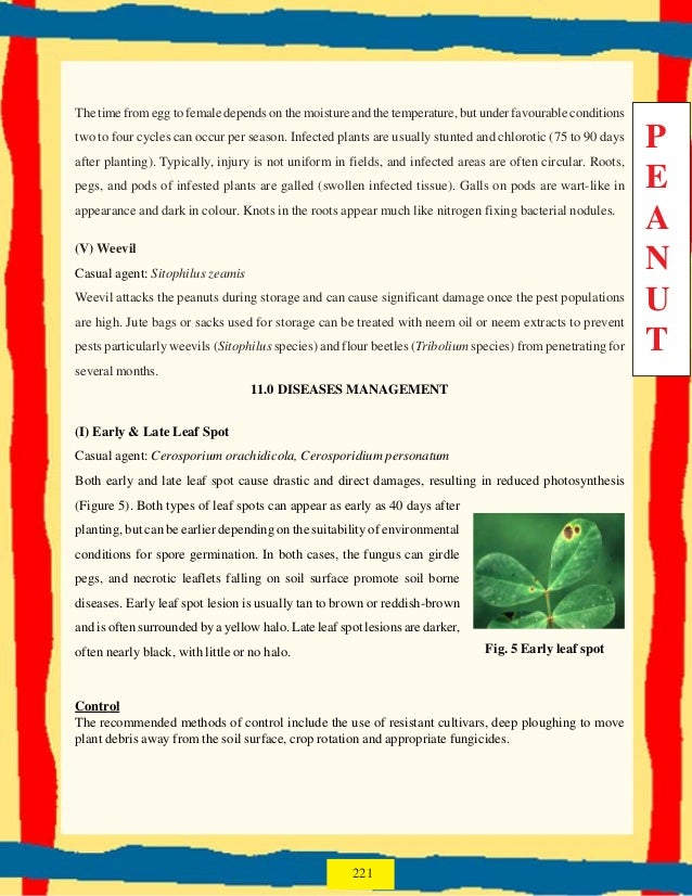 1b peanut production