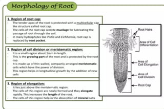 Morphology of angiosperms, stem root leaf | PPTX