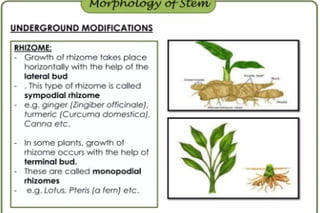 Morphology of angiosperms, stem root leaf | PPTX