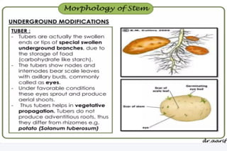 Morphology of angiosperms, stem root leaf | PPTX