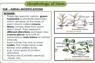 Morphology of angiosperms, stem root leaf | PPTX