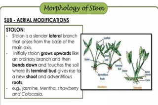 Morphology of angiosperms, stem root leaf | PPTX