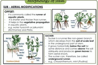 Morphology of angiosperms, stem root leaf | PPTX