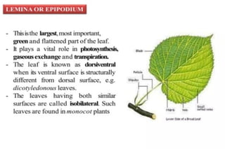 Morphology of angiosperms, stem root leaf | PPTX