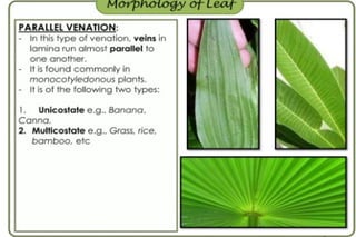 Morphology of angiosperms, stem root leaf | PPTX